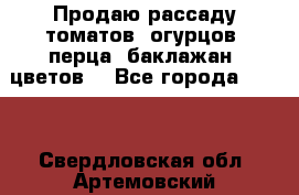 Продаю рассаду томатов, огурцов, перца, баклажан, цветов  - Все города  »    . Свердловская обл.,Артемовский г.